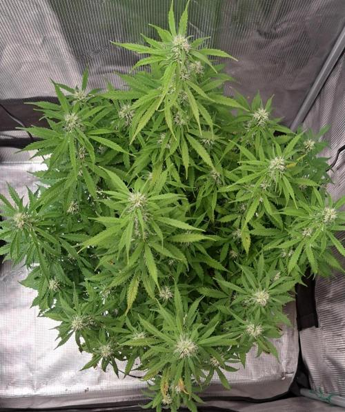 Strawberries on their way to Saturn. Week 8 - Day 51