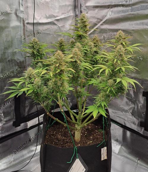A little Ginger Punch for Venus. Week 11 - Day 74