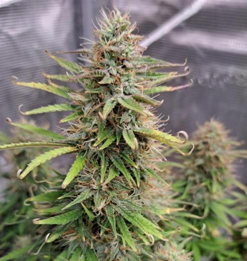 Ginger Punch Auto. Week 11