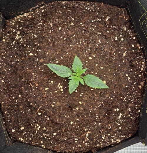 Gorillaz on Mars. Week 2 - Day 9