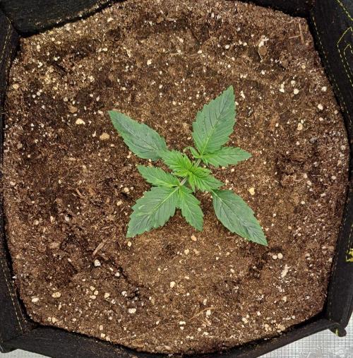 Gorillaz on Mars. Week 2 - Day 11