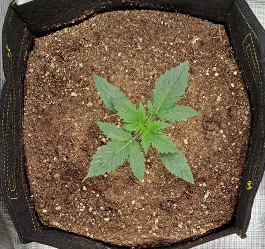 Gorillaz on Mars. Week 2 - Day 12