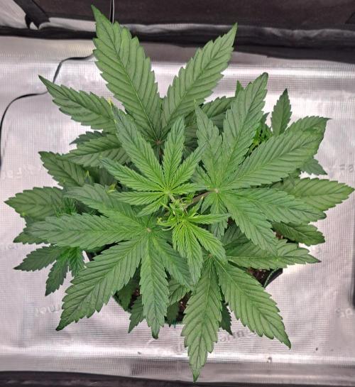 Red Poison spotted on Saturn. Week 4 - Day 22