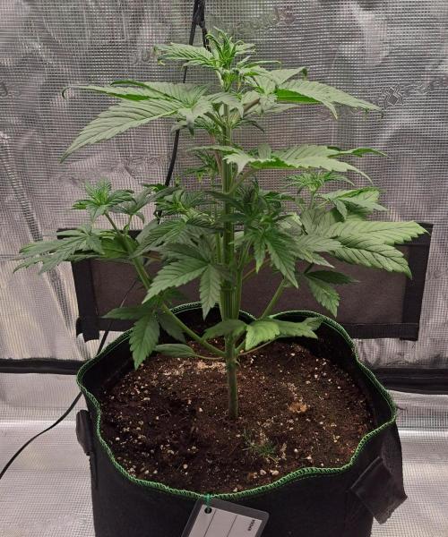 Red Poison spotted on Saturn. Week 4 - Day 22