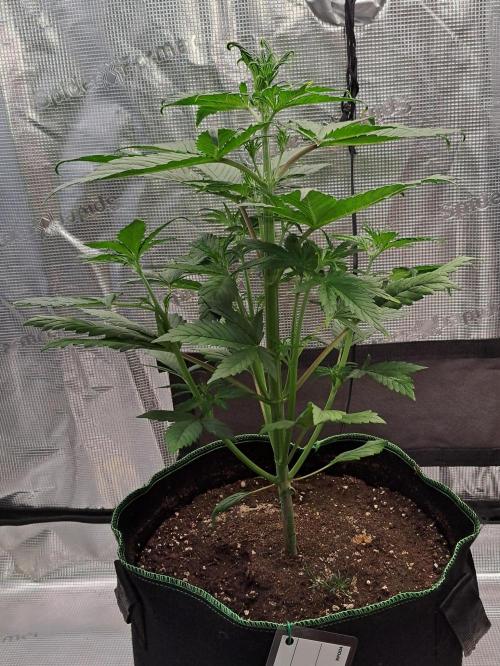 Red Poison spotted on Saturn. Week 4 - Day 23