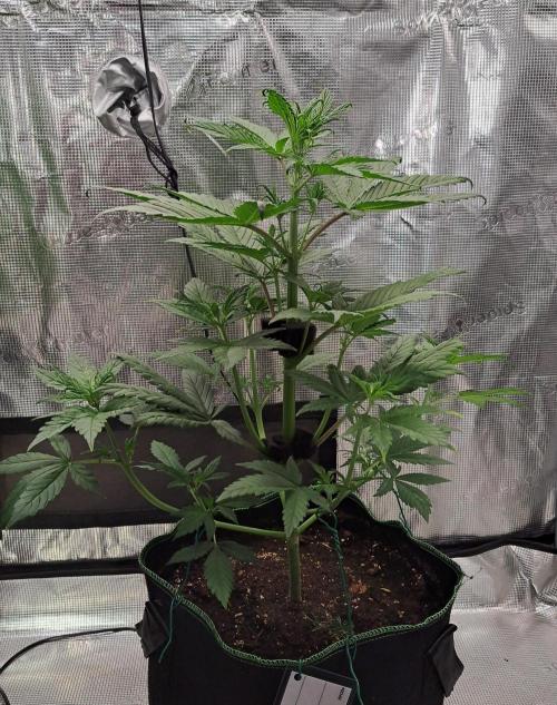 Red Poison spotted on Saturn. Week 4 - Day 24