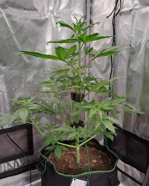 Red Poison spotted on Saturn. Week 4 - Day 25