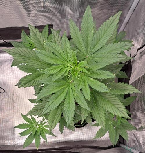 Red Poison spotted on Saturn. Week 4 - Day 26