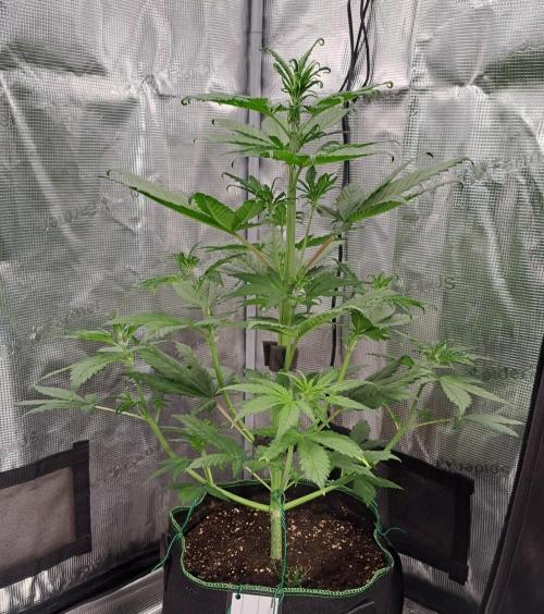 Red Poison spotted on Saturn. Week 4 - Day 26