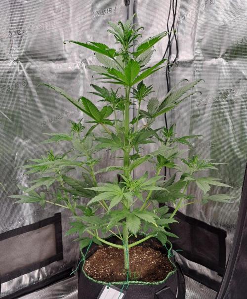Red Poison spotted on Saturn. Week 4 - Day 27