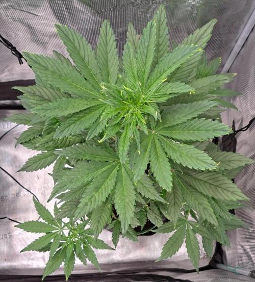 Red Poison spotted on Saturn. Week 4 - Day 28