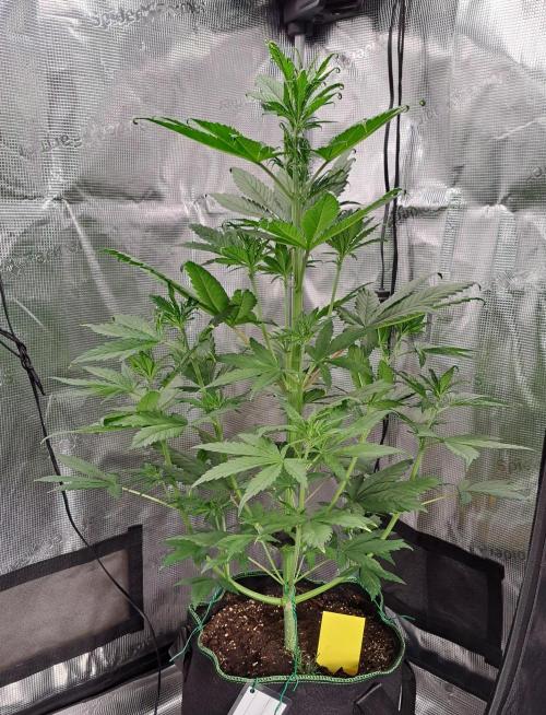 Red Poison spotted on Saturn. Week 4 - Day 28