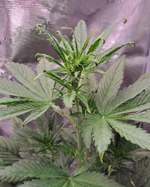 Red Poison Auto. Week 4