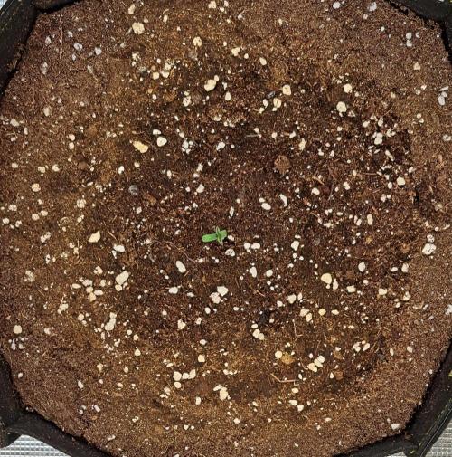 Venus takes on a tropical cherry. Week 1 - Day 1
