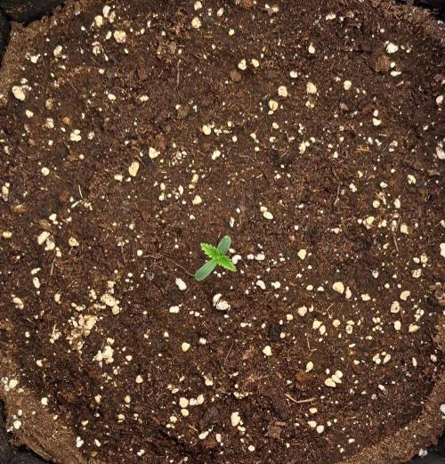 Venus takes on a tropical cherry. Week 1 - Day 2