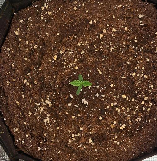 Venus takes on a tropical cherry. Week 1 - Day 3