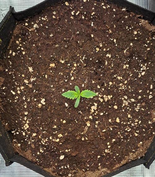 Venus takes on a tropical cherry. Week 1 - Day 4