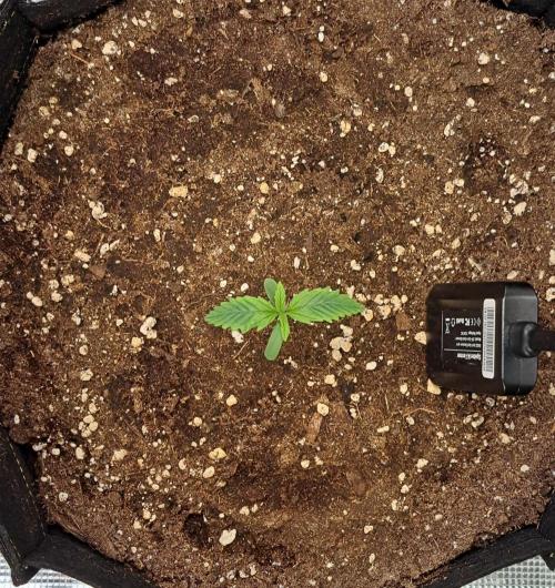 Venus takes on a tropical cherry. Week 1 - Day 5