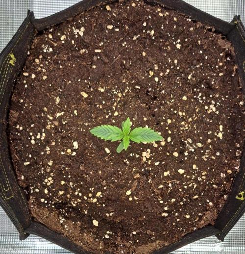 Venus takes on a tropical cherry. Week 1 - Day 6