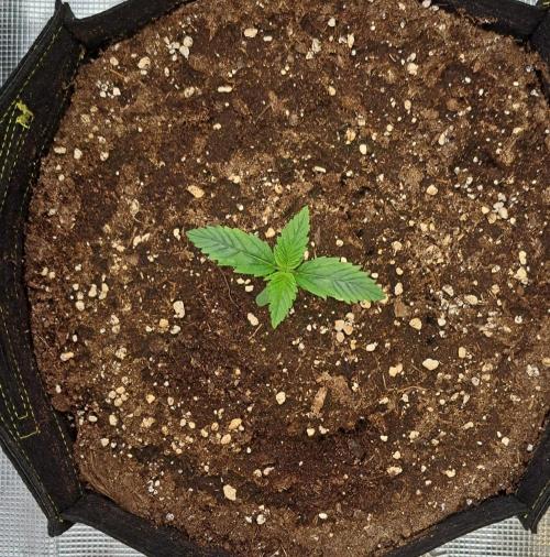 Venus takes on a tropical cherry. Week 1 - Day 7