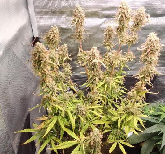 Mars dreams of Amnesia. Week 11 - Day 75