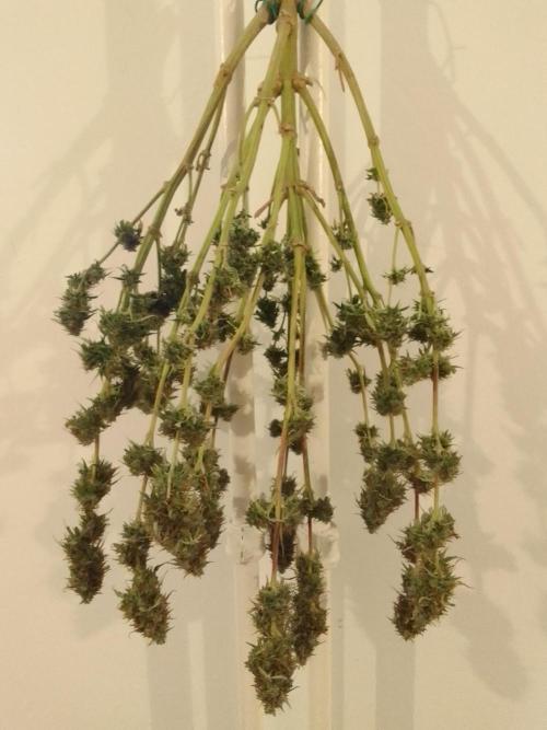 Mars dreams of Amnesia. Week 11 - Day 75