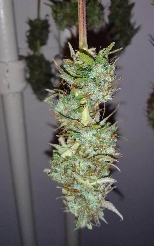 Mars dreams of Amnesia. Week 11 - Day 75