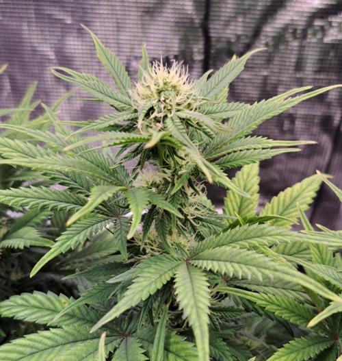 Amnesia Jelly. Week 7