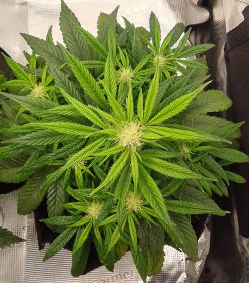 Amnesia Jelly. Week 7
