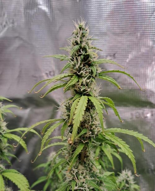 Strawberry Haze Auto. Week 9