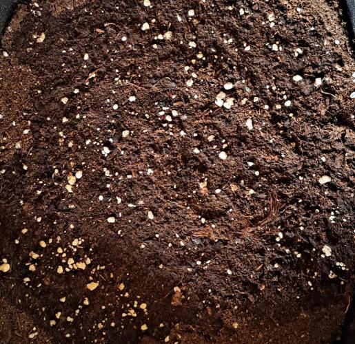 Mars is super boofing. Week 0 - Day 0