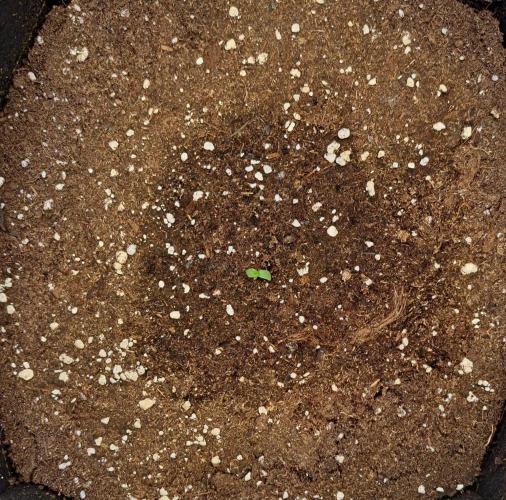 Mars is super boofing. Week 1 - Day 1