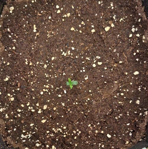 Mars is super boofing. Week 1 - Day 2
