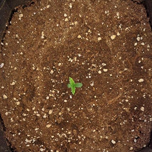 Mars is super boofing. Week 1 - Day 3