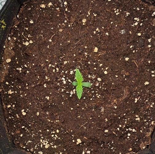 Mars is super boofing. Week 1 - Day 4