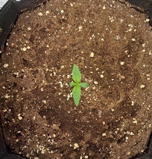Mars is super boofing. Week 1 - Day 5