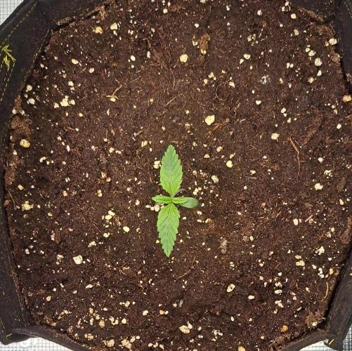 Mars is super boofing. Week 1 - Day 6