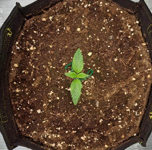 Mars is super boofing. Week 1 - Day 7