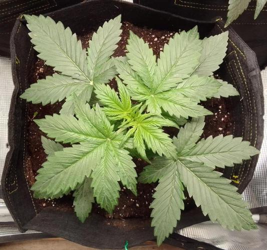 Gorillaz on Mars. Week 3 - Day 18