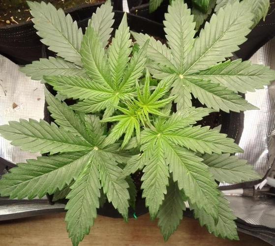 Gorillaz Automatic. Week 3
