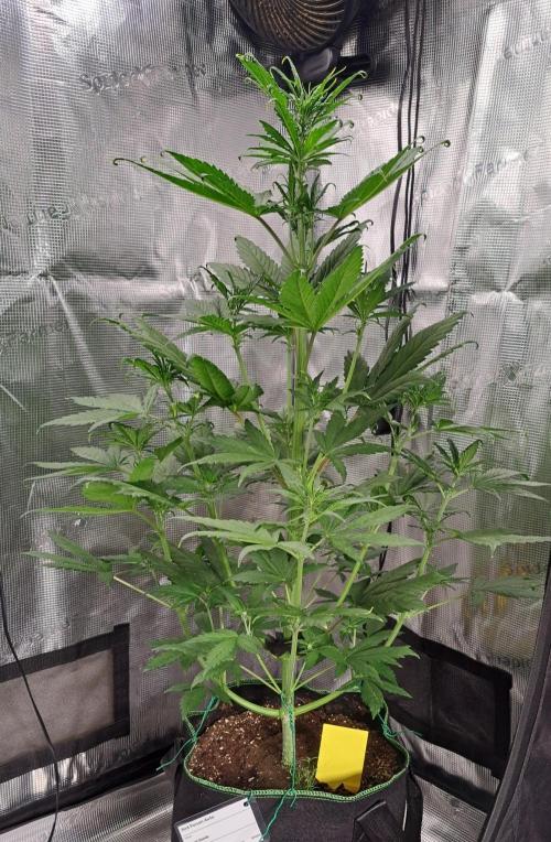 Red Poison spotted on Saturn. Week 5 - Day 29