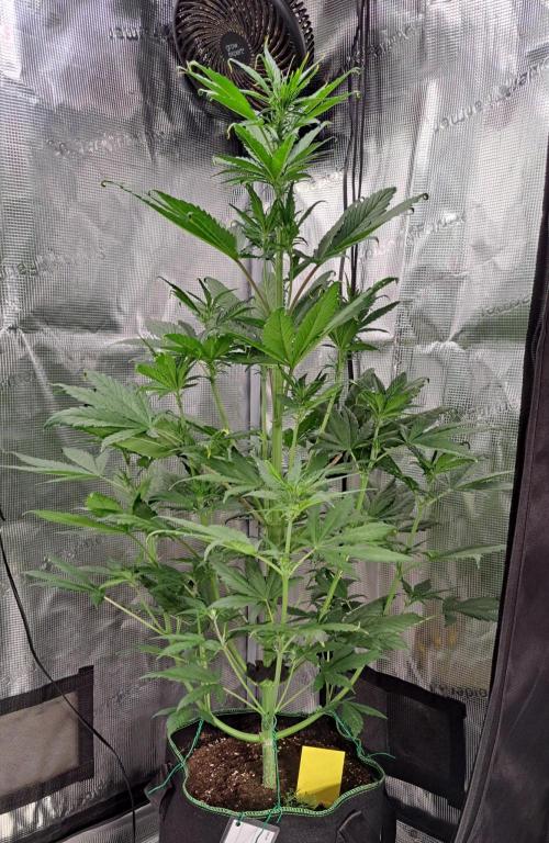 Red Poison spotted on Saturn. Week 5 - Day 30