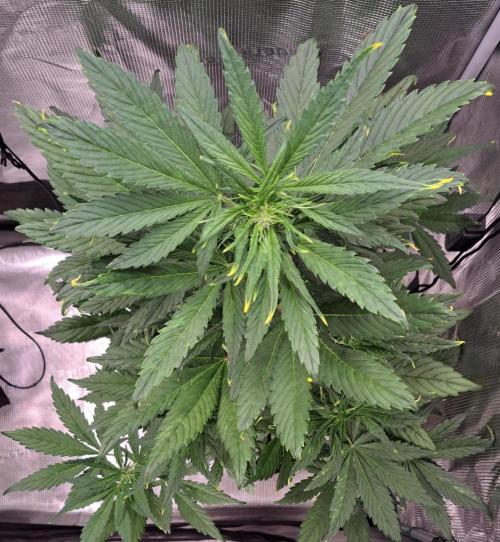 Red Poison spotted on Saturn. Week 5 - Day 31