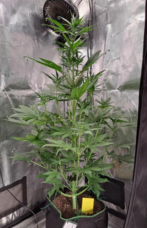 Red Poison spotted on Saturn. Week 5 - Day 31