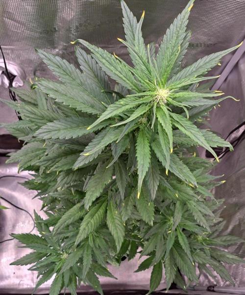 Red Poison spotted on Saturn. Week 5 - Day 34