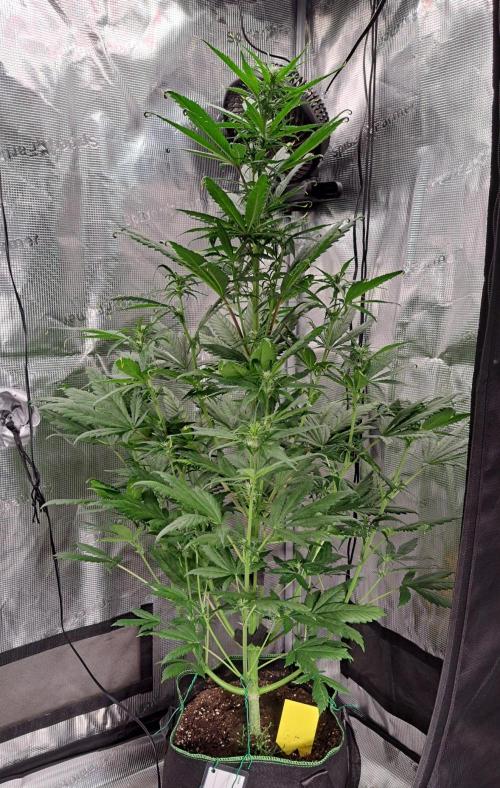 Red Poison spotted on Saturn. Week 5 - Day 34