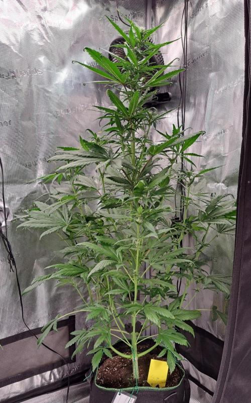Red Poison spotted on Saturn. Week 5 - Day 35
