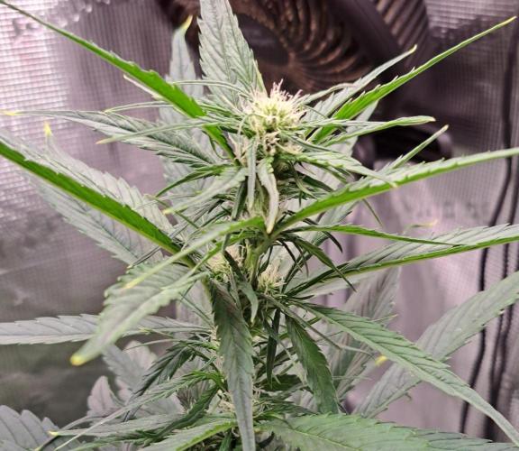 Red Poison Auto. Week 5