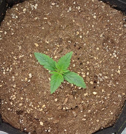 Venus takes on a tropical cherry. Week 2 - Day 8