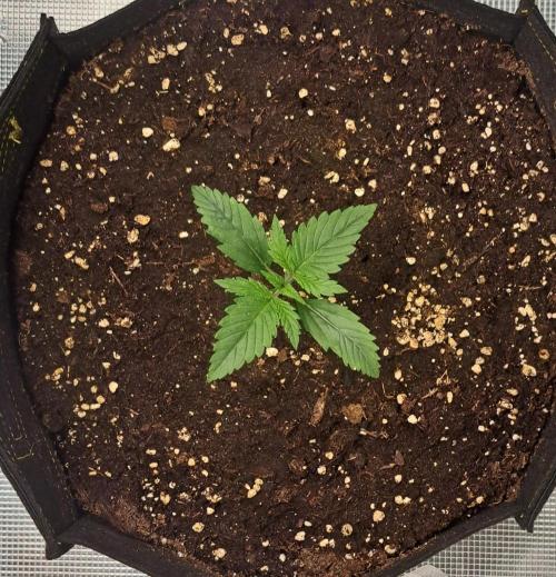 Venus takes on a tropical cherry. Week 2 - Day 9